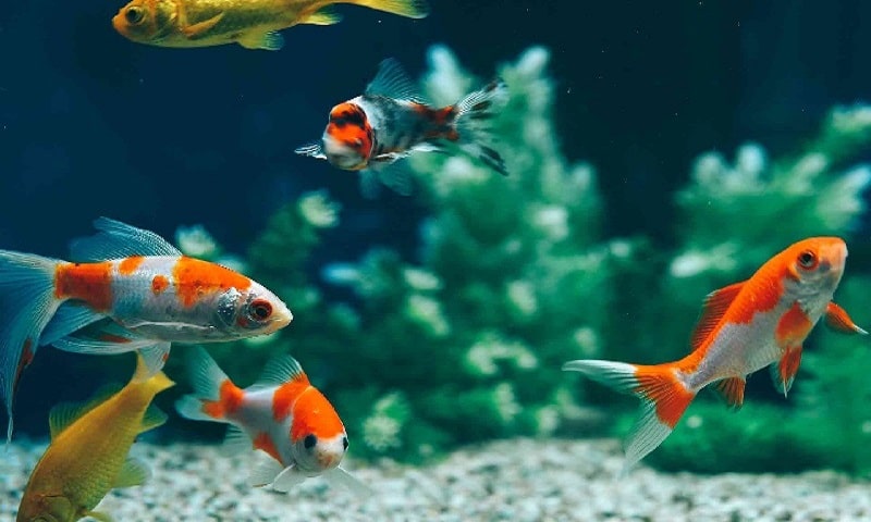 Nằm Mơ Thấy Cá Bơi Trong Nước Có Phải Là Điềm Báo Xấu?